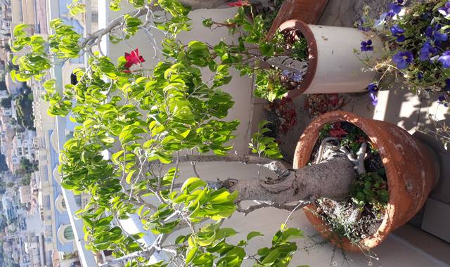 Jardinage plantes vertes d'extérieur en pot