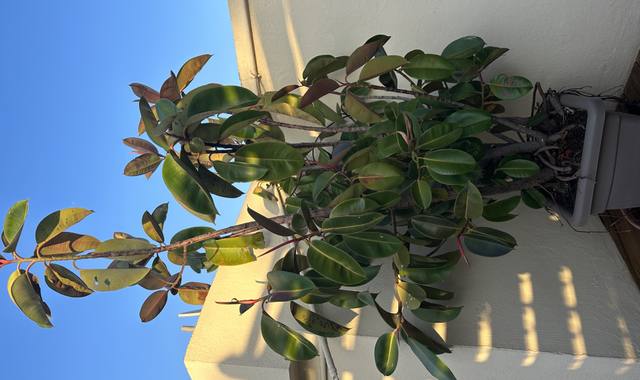 Jardinage grand ficus robusta