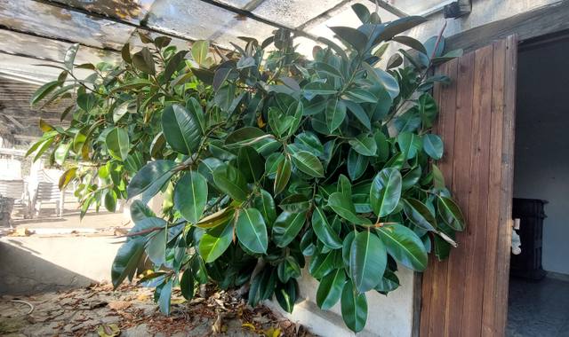 Jardinage caoutchouc plante verte