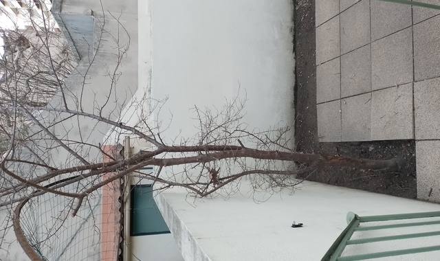 Jardinage arbre (prunier d après ce qu on m a dit)