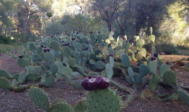 Jardinage figuiers de Barbarie