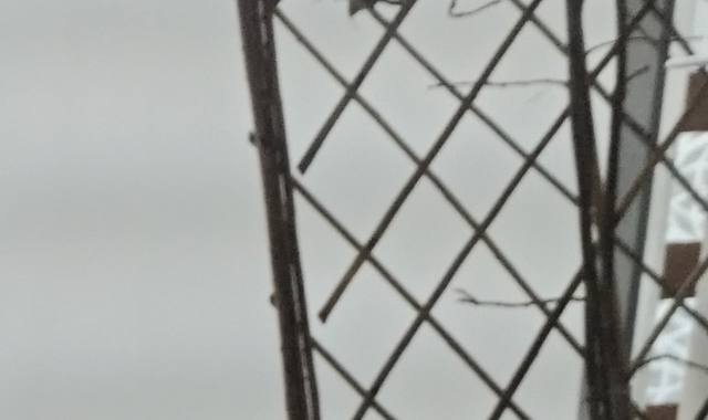 Jardinage jasmin, plante en pot