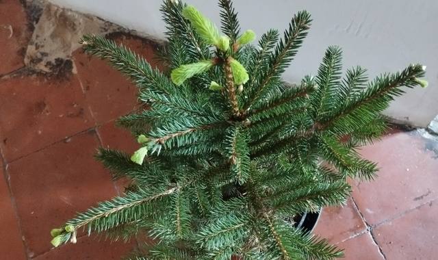 Jardinage sapin à planter dans un jardin, pleine terre