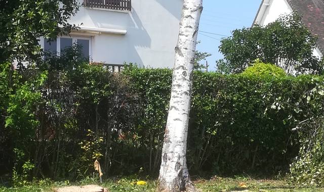 Jardinage tronc de bouleau sur pied