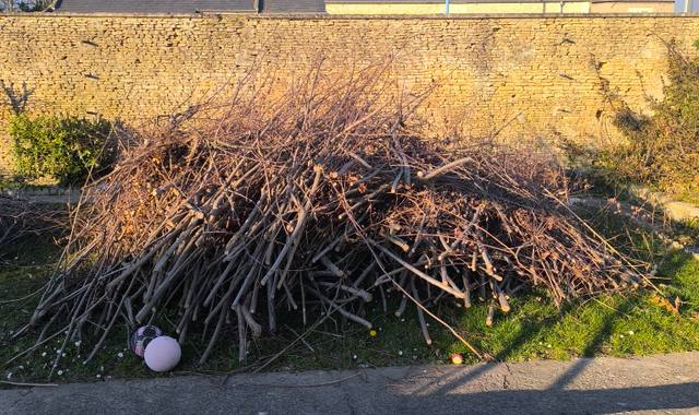 Jardinage branche noisetier prunier et laurier a venir récupérer sur place