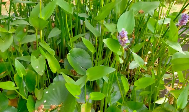 Jardinage plantes de bassin