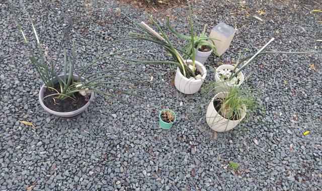 Jardinage plantes à donner