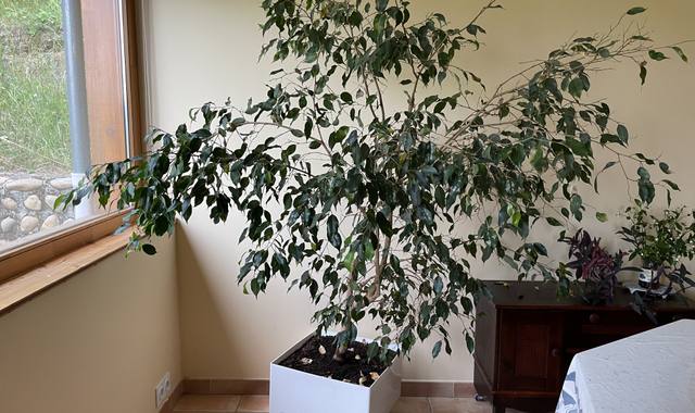 Jardinage un grand ficus en pot