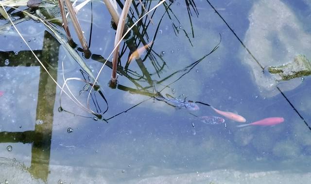 Jardinage poissons de bassin