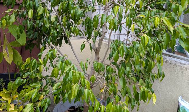 Jardinage grand ficus