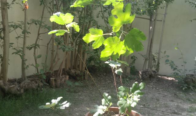 Jardinage figuier en pot