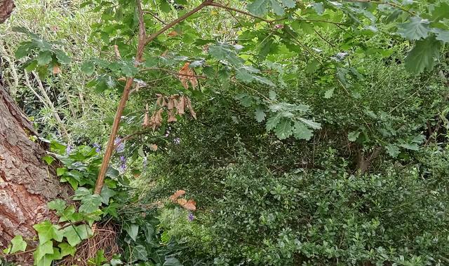 Jardinage joli  petit chêne