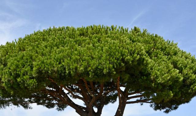 Jardinage bois chauffage