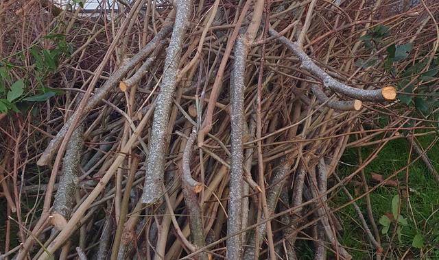 Jardinage branchage pour feu