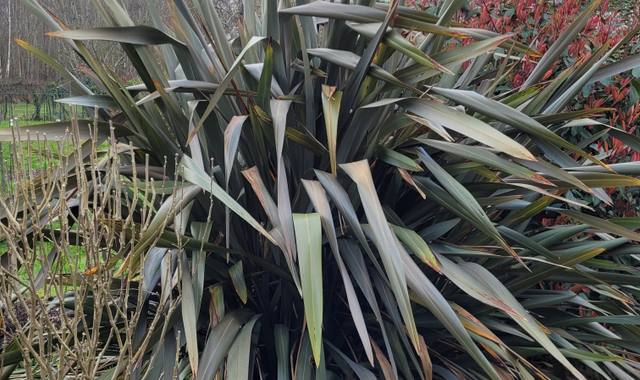 Jardinage grande plante (phormium?)