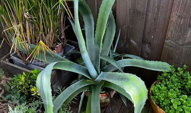 Jardinage plante extérieure