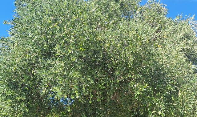 Jardinage d'olives