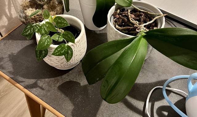 Jardinage orchidées et plante verte