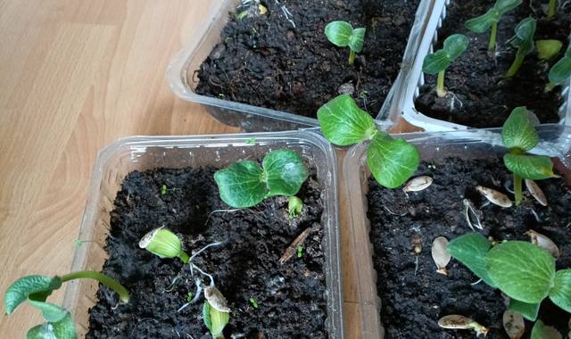 Jardinage plant de citrouille