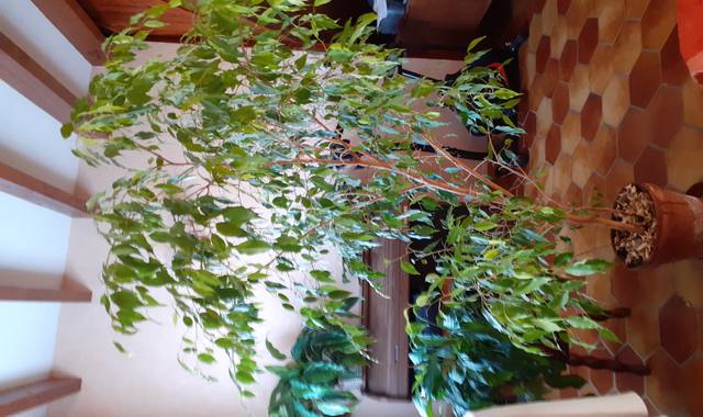 Jardinage grand ficus