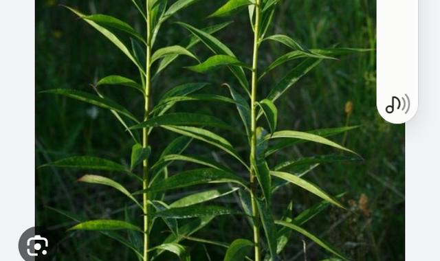 Jardinage solidago gerbe d'or