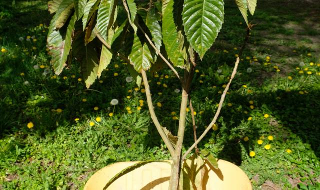 Jardinage qui veut sauver un néflier du Japon, condamné pour manque de place ?