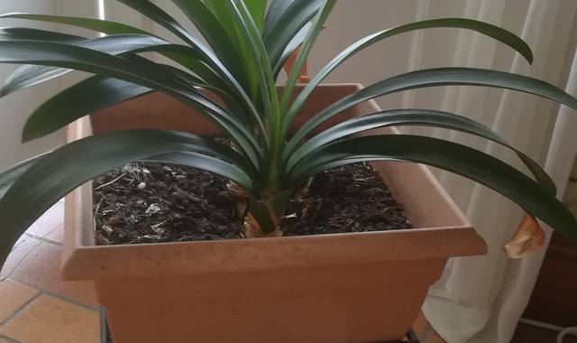 Jardinage 2 Plantes vertes (clivia)