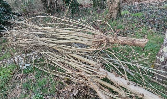Jardinage petits bois