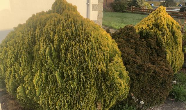 Jardinage 4 arbustes