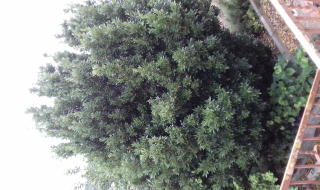 Jardinage laurier sauce en branches et un peu de romarin