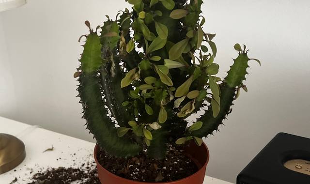 Jardinage joli cactus penché