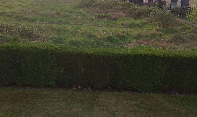 Jardinage 42 cyprès