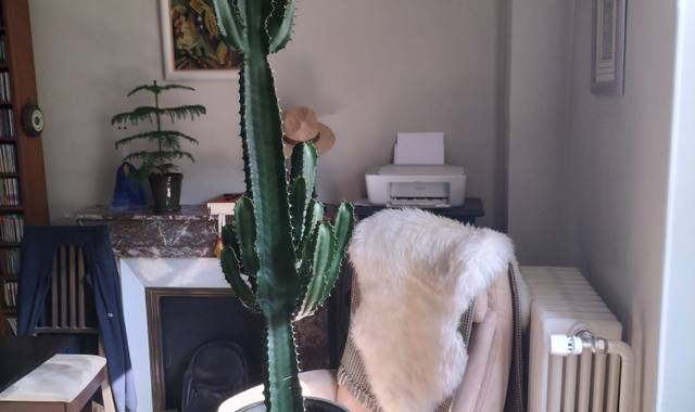 Jardinage Euphorbe candélabre