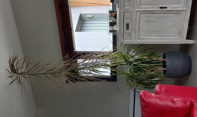 Jardinage plante intérieure