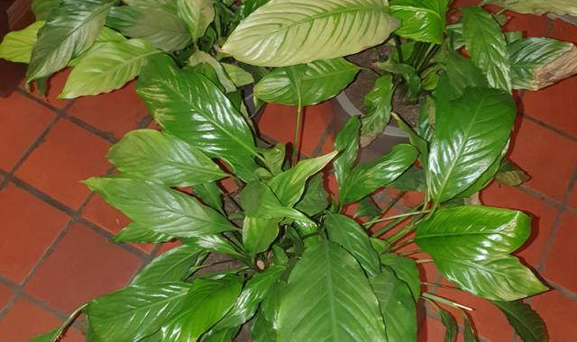 Jardinage 3 Plantes Vertes (SANS les pots)