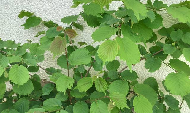 Jardinage pieds de noisetier