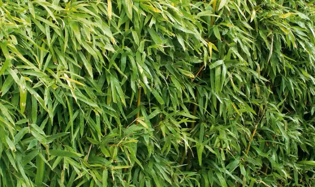 Jardinage roseaux en grande quantité