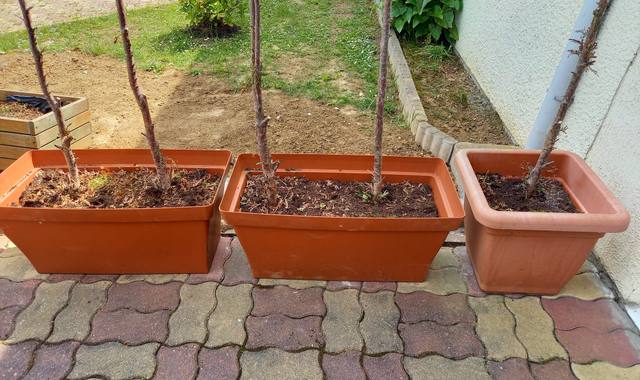 Jardinage grandes jardinières