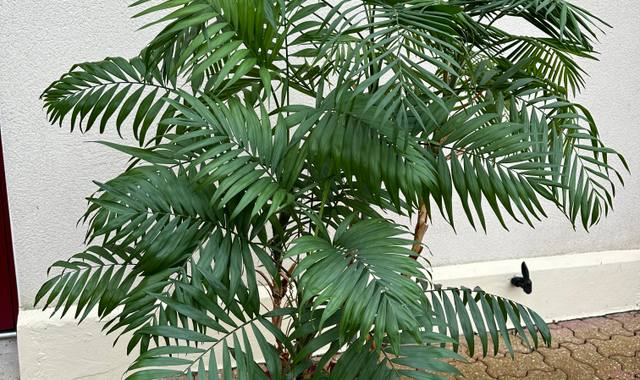 Jardinage chamaedorea elegans ( palmier d’intérieur) en pleine forme !