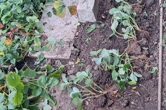 Jardinage 30 plants de fraisiers garriguette à planter maintenant .