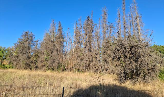 Jardinage cypres mort haie a venir decouper et chercher