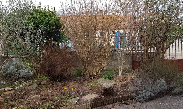 Jardinage arbustes à deplanter