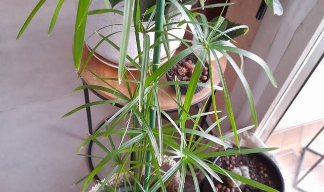 Jardinage plantes cause déménagement