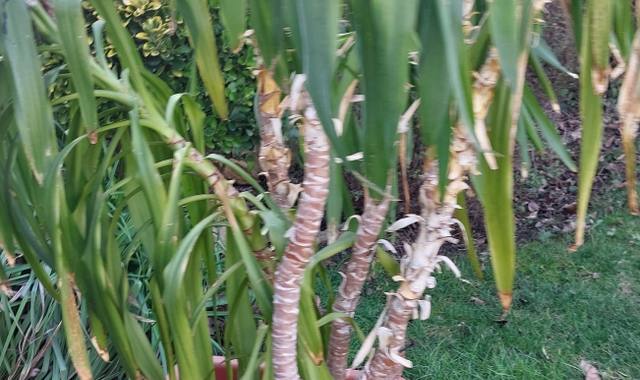 Jardinage urgent donne grand yucca