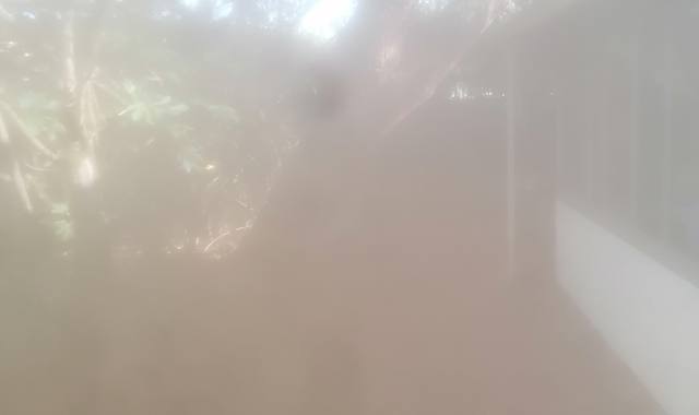 Jardinage pin entier