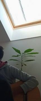 Jardinage avocatier 1m80