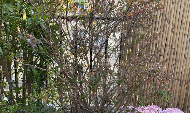 Jardinage bac avec grand abelia (floraison été)