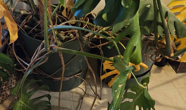 Jardinage plantes monstera