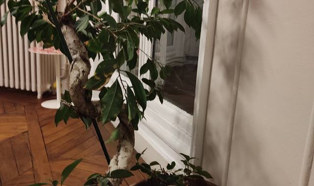 Jardinage ficus bonsai a Paris centre