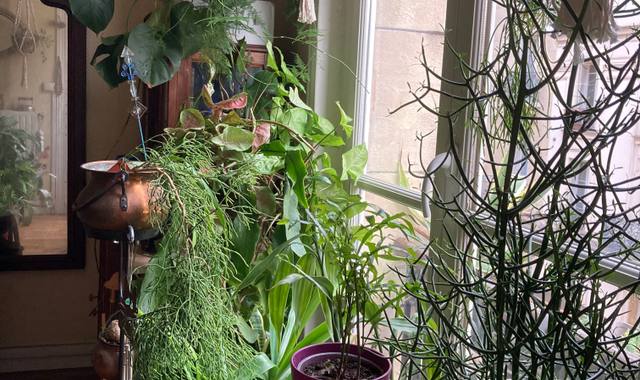 Jardinage plantes d’intérieur dont certaines ont un problème de cochenilles. À surve